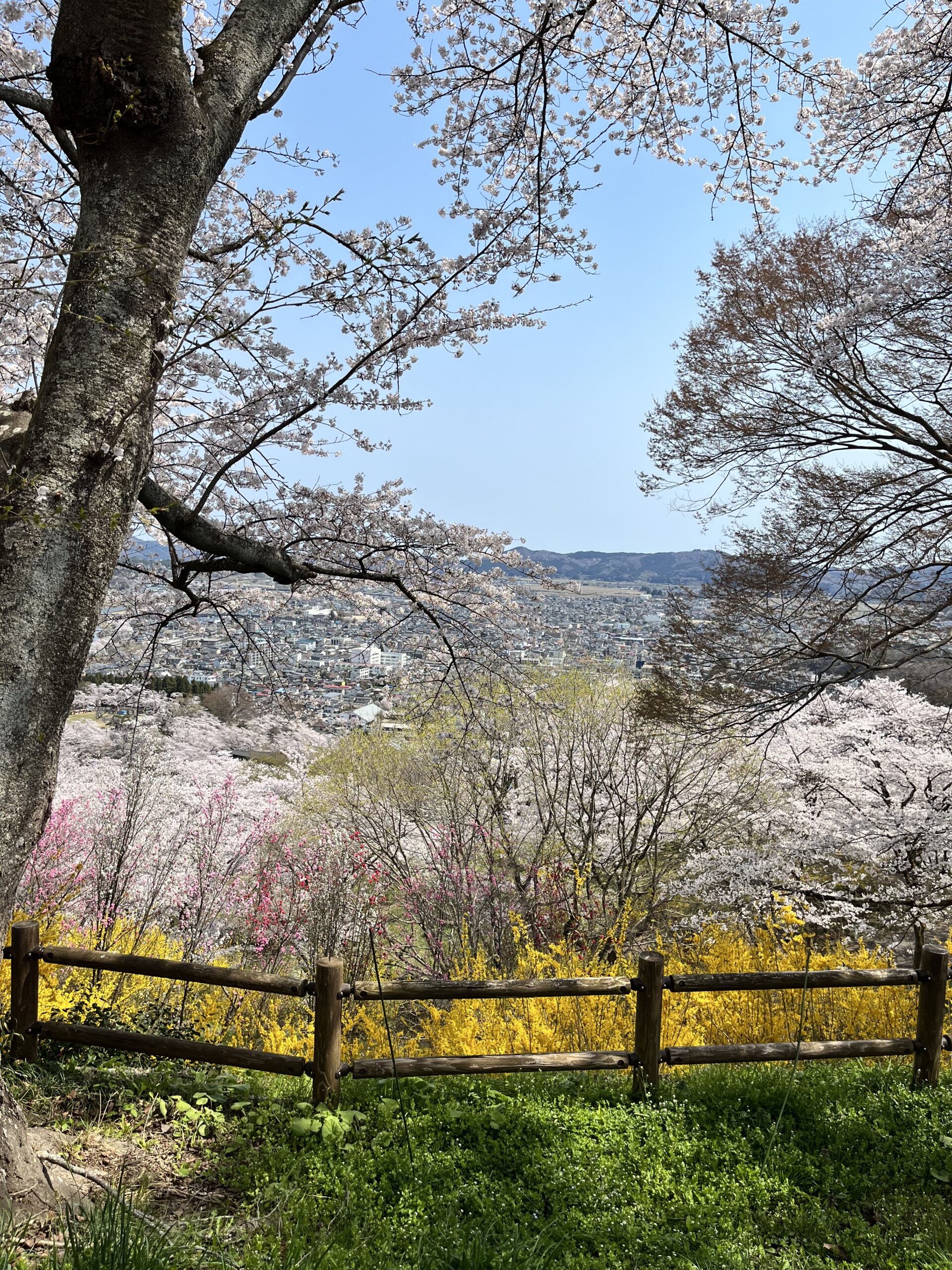 桜